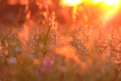 Abstract blurred background of bright warm multicolored wildflowers and oat florets.