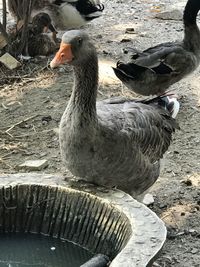 Close-up of birds in lake