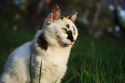 Cat looking away while sitting on field