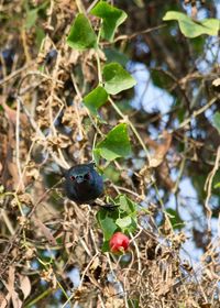 Close-up of parrot on tree