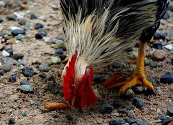 Close-up of birds on field