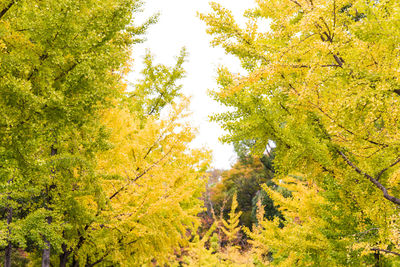 Low angle view of trees in forest during autumn