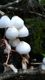 Mushrooms growing in forest