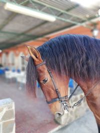 Close-up of a horse