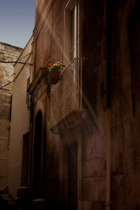 Low angle view of potted plant outside building