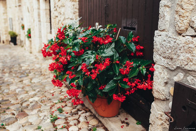 Close-up of red flower pot on plant