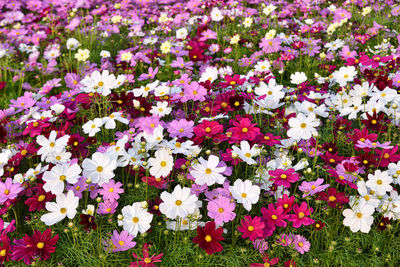 High angle view of white flowering plants on field