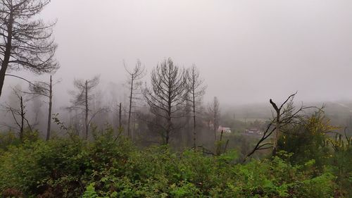 Trees in forest against sky