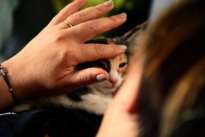 Cropped image of woman stroking cat