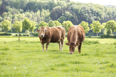 Horses grazing in a field