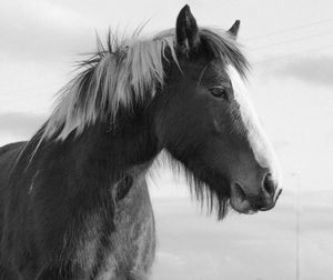 Close-up of a horse