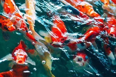 View of fish swimming in pond