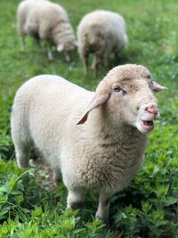 Sheep standing in a field