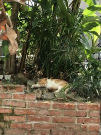 Cat in a brick wall