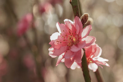 Close-up of pink flowers