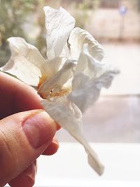 Close-up of hand holding flowers