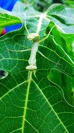 Close-up of green leaves