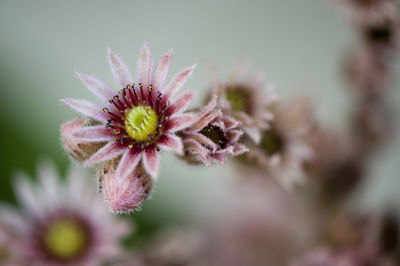 Close-up of flowering plant