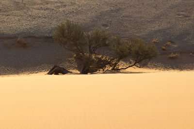 Scenic view of desert against sky