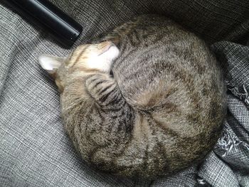 High angle view of cat sleeping