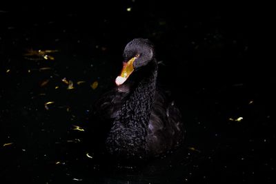 Close-up of swan swimming in lake