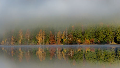 Scenic view of lake in forest against sky