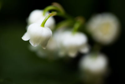 Close-up of white flower