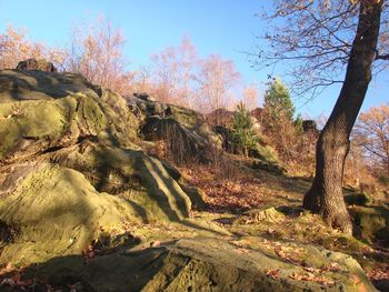 Scenic view of forest against clear sky