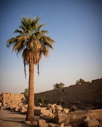 Palm trees against clear sky