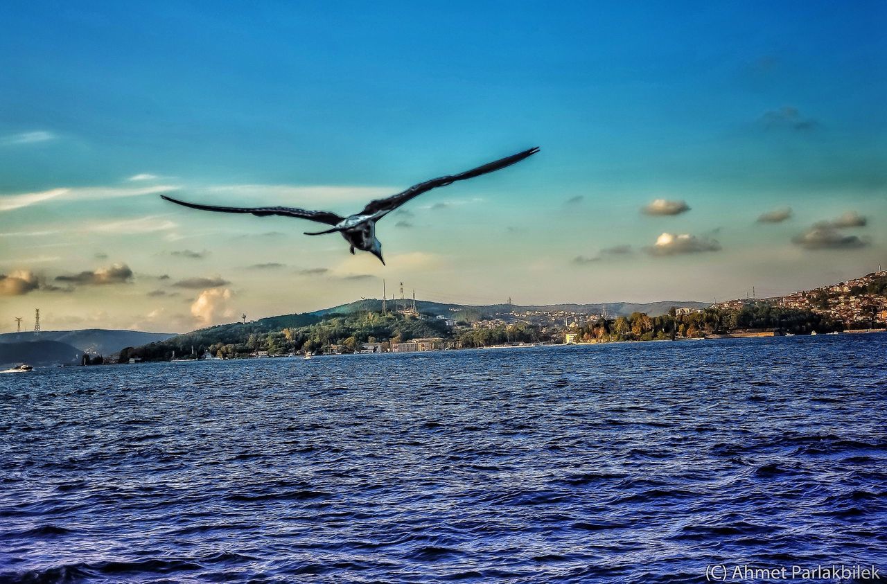 sea, flying, water, waterfront, bird, animal themes, animals in the wild, one animal, sky, spread wings, mid-air, wildlife, blue, rippled, nature, scenics, beauty in nature, tranquil scene, seagull, tranquility