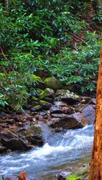 Stream flowing through rocks in forest