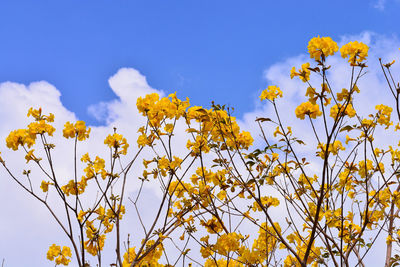 Low angle view of yellow flowering plants on field against sky