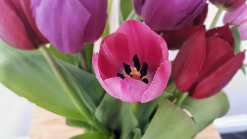 Close-up of flowers blooming outdoors