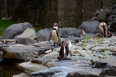 View of monkey on rock at zoo