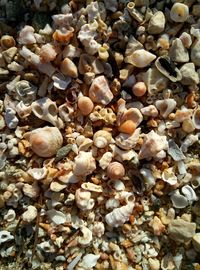 Full frame shot of seashells on pebbles