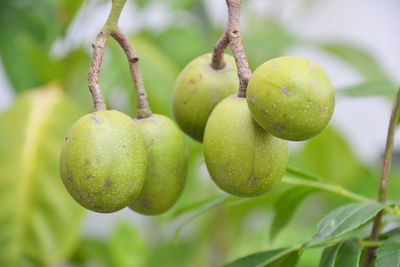 Close-up of fruits hanging on tree