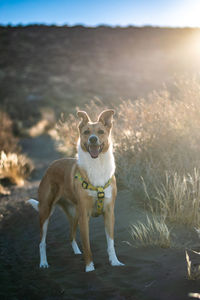 Portrait of dog on field