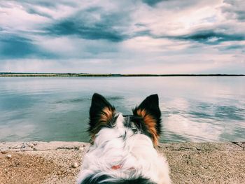 Dog at beach against sky