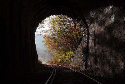 View of trees in tunnel