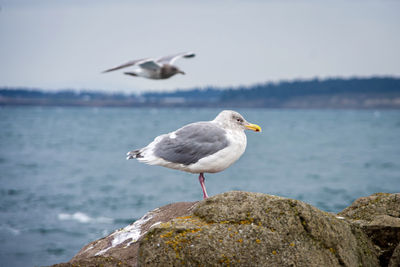 Seagull perching on rock