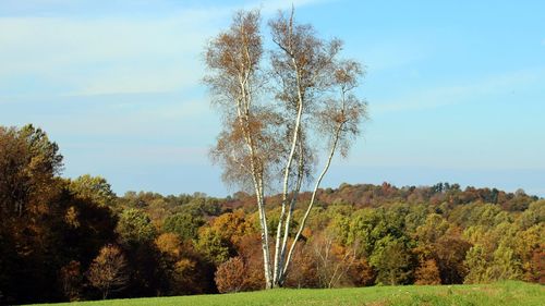 Trees on field against sky during autumn