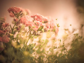 Close-up of pink flowering plants on field