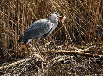 Close-up of bird perching on field