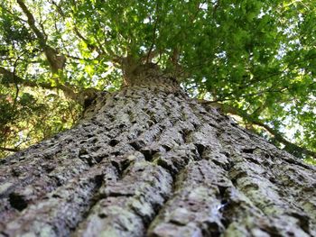 Low angle view of tree in forest