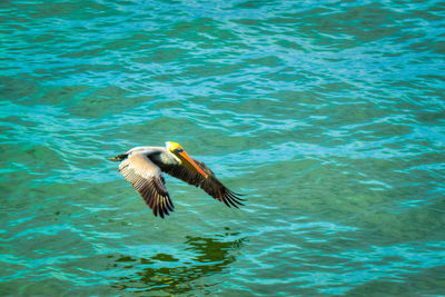 High angle view of pelican swimming in sea
