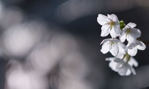 Close-up of white flowers