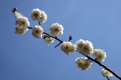 Low angle view of white cherry blossoms against clear blue sky