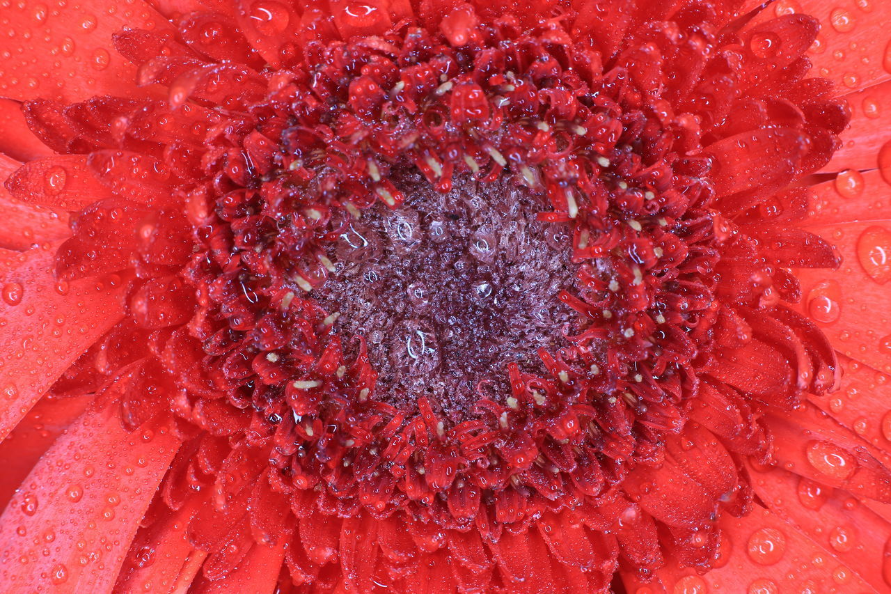 FULL FRAME SHOT OF RED FLOWERING