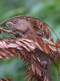 Close-up of hand holding bird perching on branch