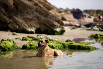 Portrait of dog on rock by water
